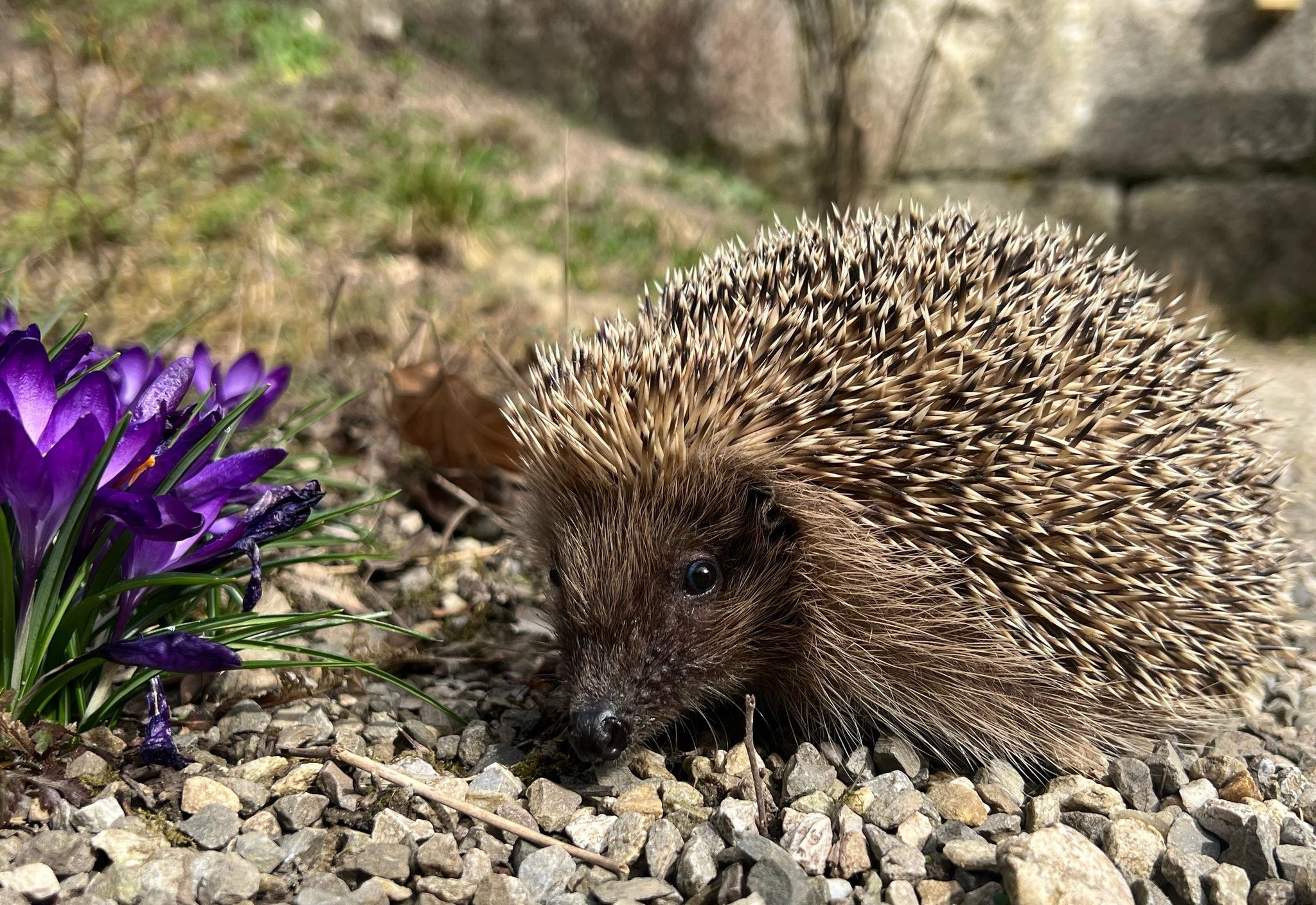 ©Stiftung Wildstation Landshut