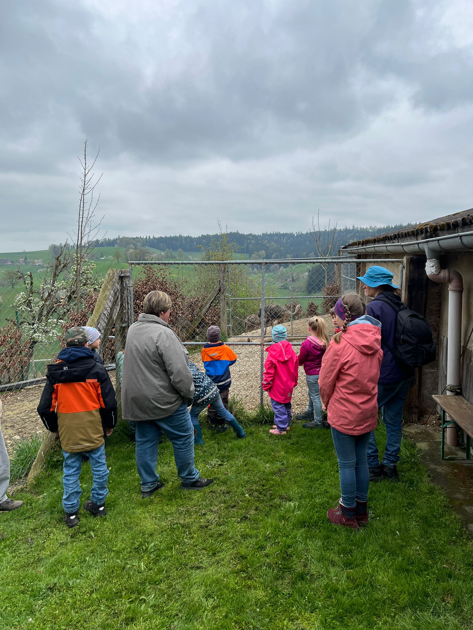 Straussenfarm