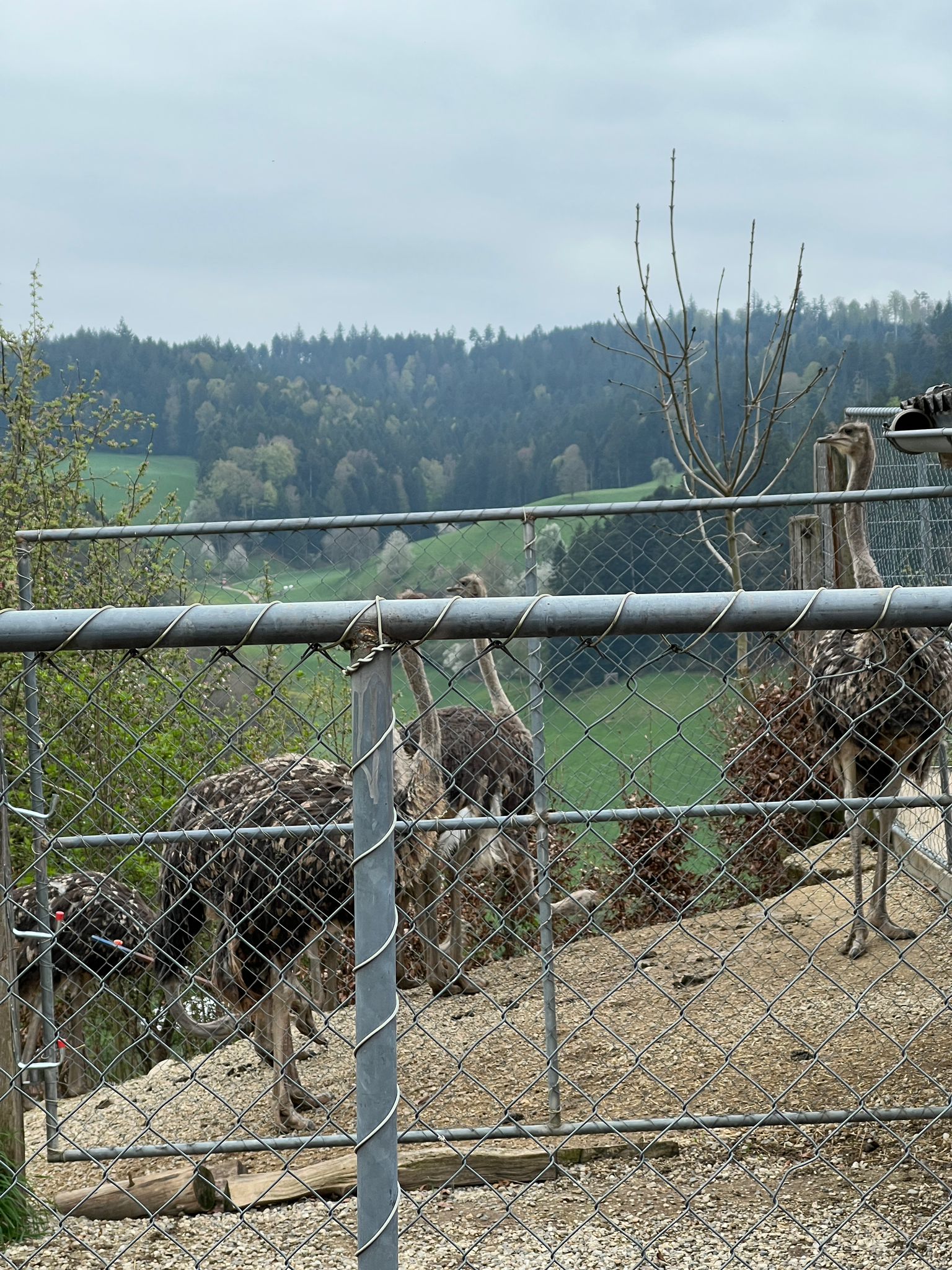 Straussenfarm