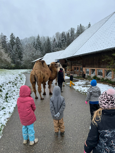 Kameltour (mit Winterstimmung)