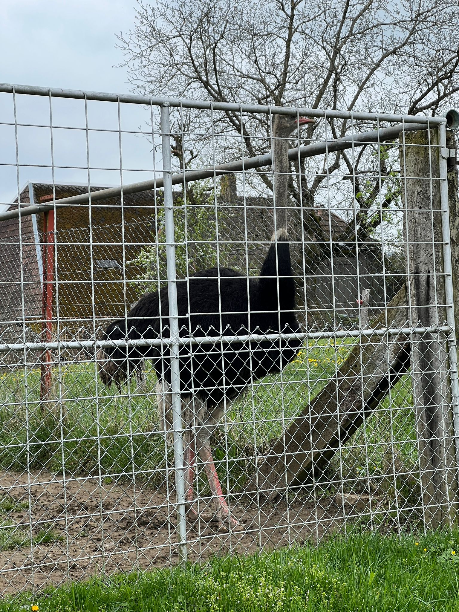 Straussenfarm