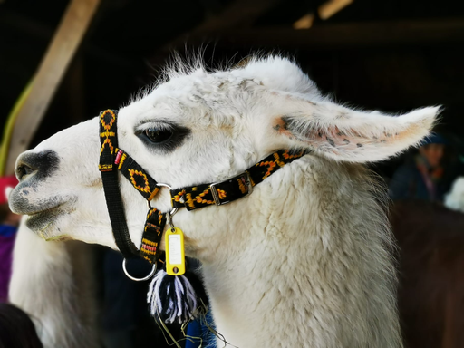 Lama Trekking