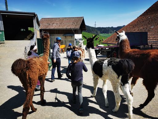 Lama Trekking